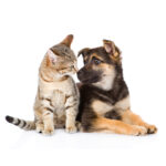PETS